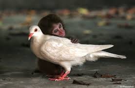 Love for Animals and Birds Pics 1