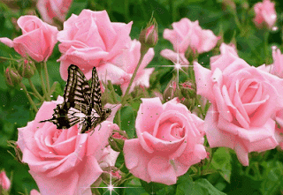 Butterflies GIF 2